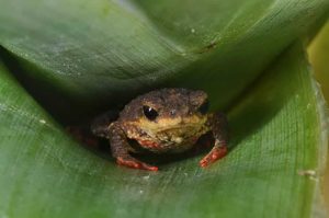 NATIONAL GEOGRAPHIC BRASIL – COLABORADORES DA STCP CONTRIBUEM PARA DESCOBERTA DE NOVAS ESPÉCIES DE SAPOS EM MONTANHAS NA MATA ATLÂNTICA DE SANTA CATARINA