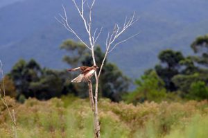 STCP É CONTRATADA PARA ELABORAÇÃO DE PLANOS DE MANEJO DO PARQUE ESTADUAL DA SERRA DO TABULEIRO