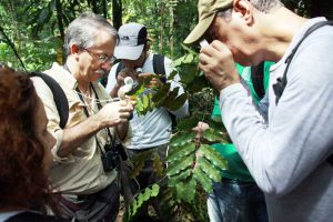 A STCP PARTICIPA DA COLETA DE NOVA ESPÉCIE ARBÓREA NA AMAZÔNIA, DURANTE INVENTÁRIO FLORESTAL REALIZADO PARA O SERVIÇO FLORESTAL BRASILEIRO, NO ESTADO DE RONDÔNIA