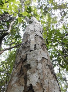 CONSULTORES DA STCP PUBLICAM ARTIGO NA CFA NEWSLETTER – COMMONWEALTH FORESTRY ASSOCIATION, REINO UNIDO