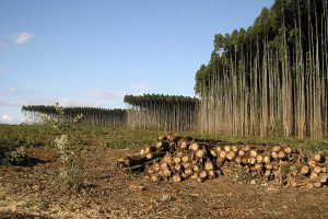 EUCALIPTOCULTURA PARA USO MÚLTIPLO – STCP ESCREVE PARA REVISTA MADEIRA TOTAL