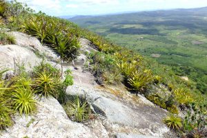 STCP REALIZA DIAGNÓSTICO AMBIENTAL PARA ELABORAÇÃO DE PLANOS DE MANEJO DE RPPN EM PERNAMBUCO