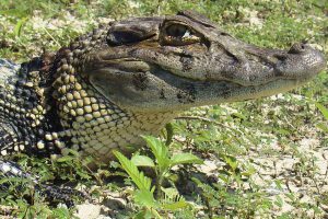 LIVRO PUBLICADO PELA STCP E MRN “HERPETOFAUNA DA AMAZÔNIA CENTRAL” É RECOMENDADO EM REVISTA CIENTÍFICA