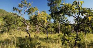 STCP DESENVOLVE ESTUDO SOBRE INFORMAÇÕES DO CERRADO PARA O SERVIÇO FLORESTAL BRASILEIRO