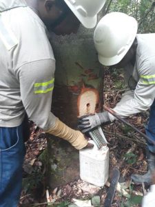 PROJETO MANEJO DE COPAÍBA DA MRN