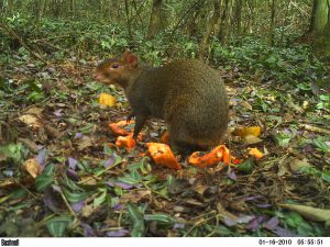 PLANO DE BIODIVERSIDADE DESENVOLVIDO PELA  STCP É SANCIONADO EM TOLEDO/PR 