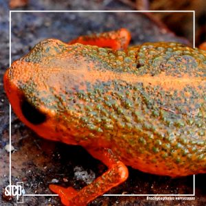 BIODIVERSIDADE | DESCOBERTAS STCP