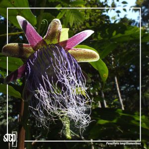 BIODIVERSIDADE | DESCOBERTAS STCP