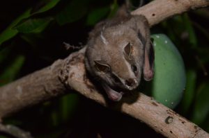 STCP REALIZA DIAGNÓSTICO SOCIOAMBIENTAL EM PARQUE ESTADUAL DE GOIÁS