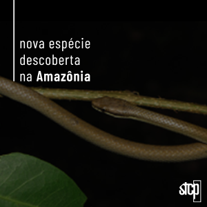STCP CONTRIBUI PARA DESCOBERTA DE NOVA ESPÉCIE DE SERPENTE DA AMAZÔNIA