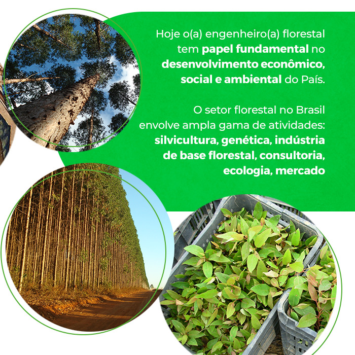 ga_st_0704_22_dia_engenheiro_florestal_INSTA_01Artboard-3