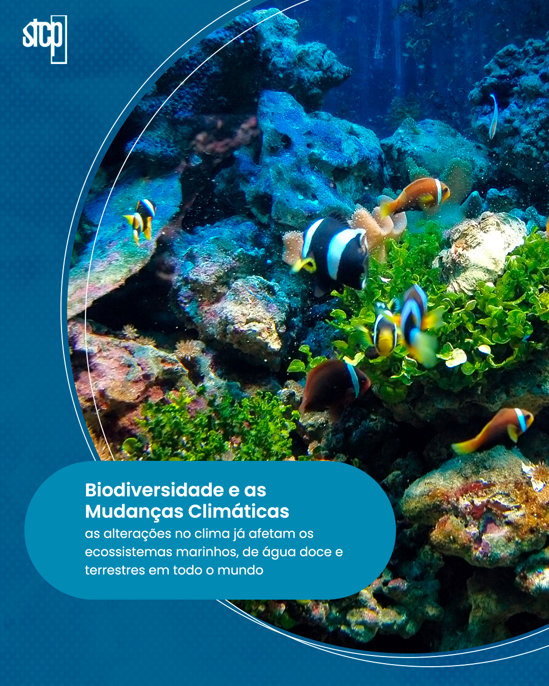 Biodiversidade e as Mudanças Climáticas - STCP