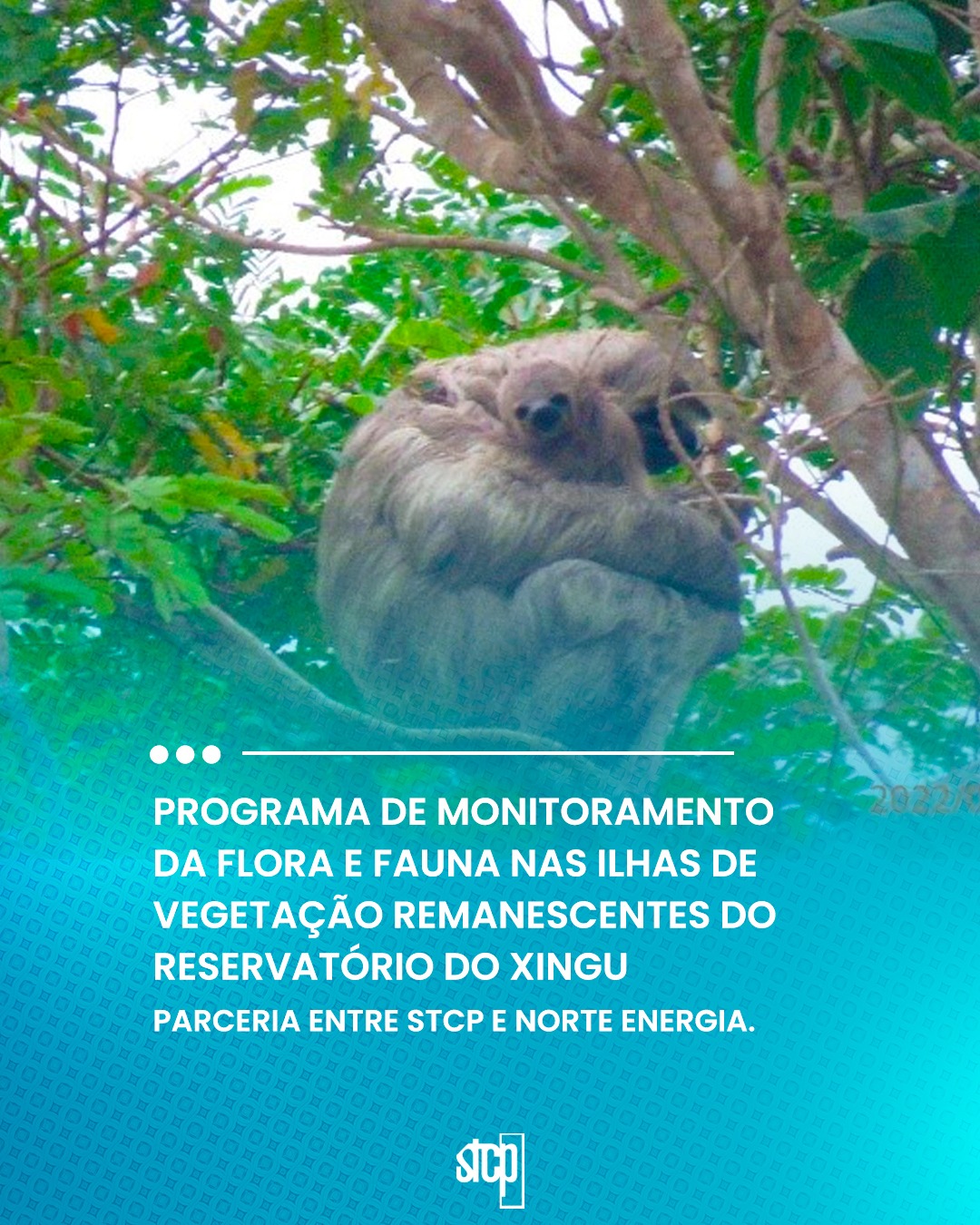 Programa de Monitoramento da Flora e Fauna nas Ilhas de Vegetação Remanescentes do Reservatório do Xingu – Parceria entre STCP e Norte Energia.