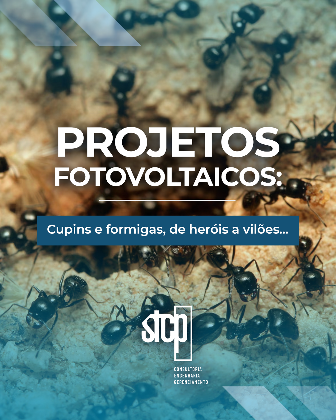 PROJETOS FOTOVOLTAICOS: Cupins e formigas, de heróis a vilões…