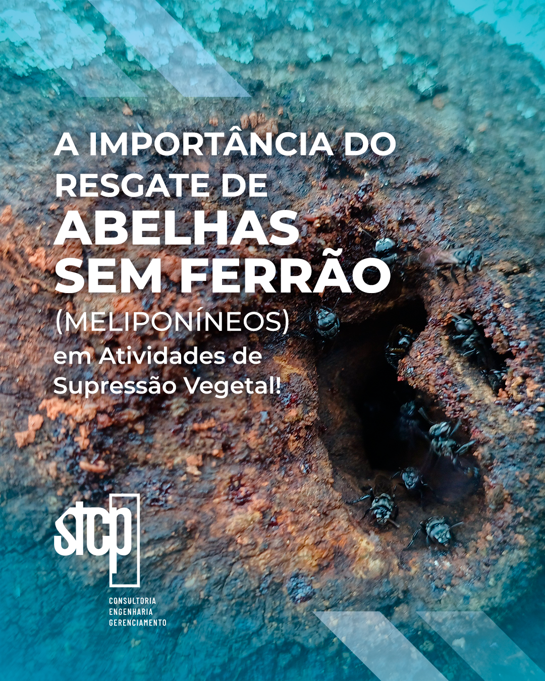 Importância do Resgate de Abelhas Sem Ferrão (Meliponíneos) em Atividades de Supressão Vegetal