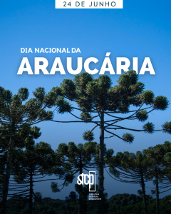 Dia Nacional da Araucária | 24 de junho