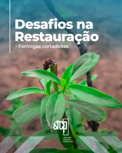 Desafios na restauração – Formigas cortadeiras