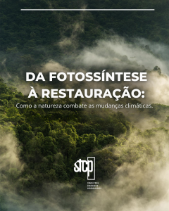 Da fotossíntese à restauração: como a natureza combate as mudanças climáticas
