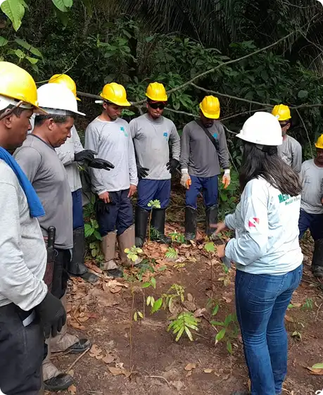 Grupo de pessoas participando de atividade de plantio de árvores na floresta, usando capacetes de segurança e roupas apropriadas para trabalhos ao ar livre.