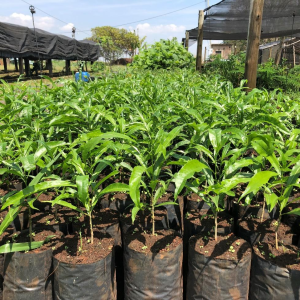 PLANTIO DE 50 HA DO PROGRAMA “JUNTOS PELO ARAGUAIA”