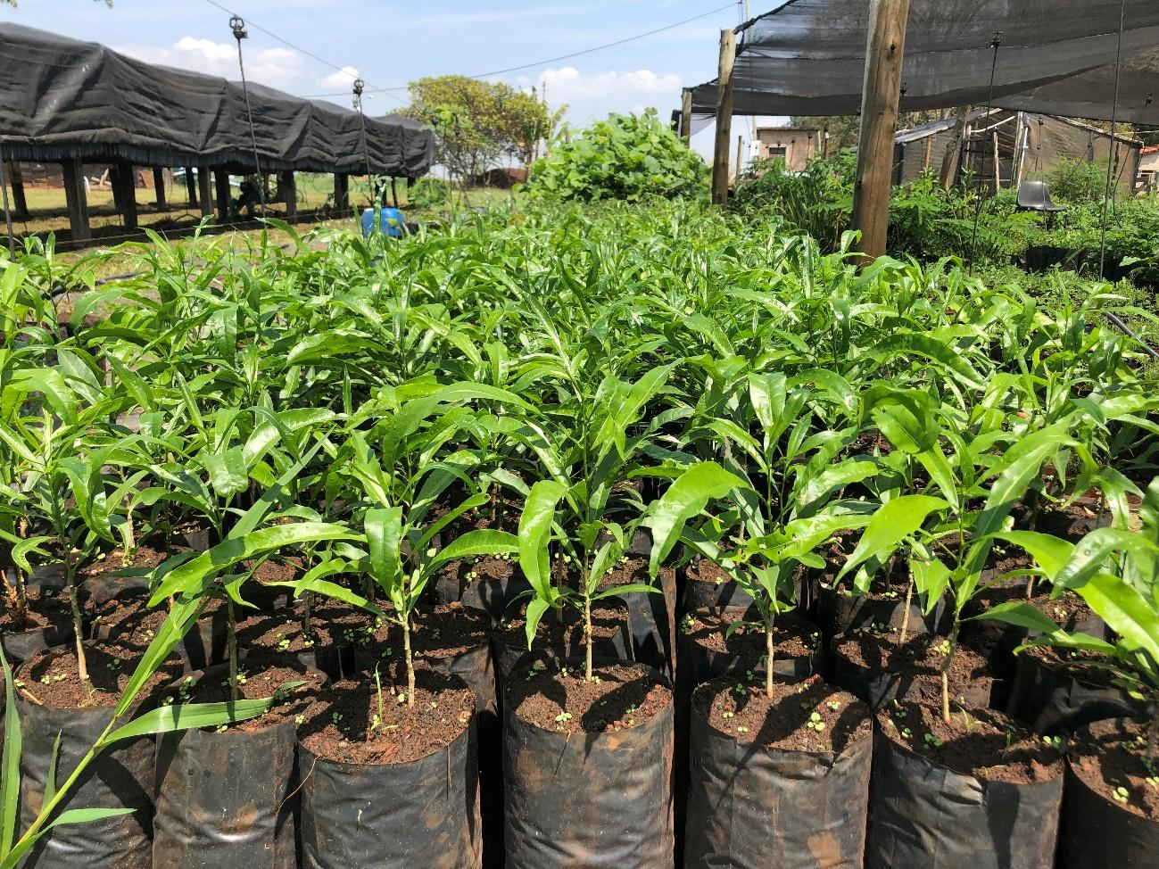 PLANTIO DE 50 HA DO PROGRAMA “JUNTOS PELO ARAGUAIA”