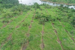 UHE Belo Monte: execução do programa de recomposição da cobertura vegetal da APP variável dos reservatórios