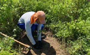 SERVIÇOS DE RESTAURAÇÃO FLORESTAL NAS ÁREAS AFETADAS PELO ROMPIMENTO DA BARRAGEM DE FUNDÃO, NOS MUNICÍPIOS DE MARIANA, BARRA LONGA, RIO DOCE, PONTE NOVA, SANTA CRUZ DO ESCALVADO E PONTE NOVA, MG