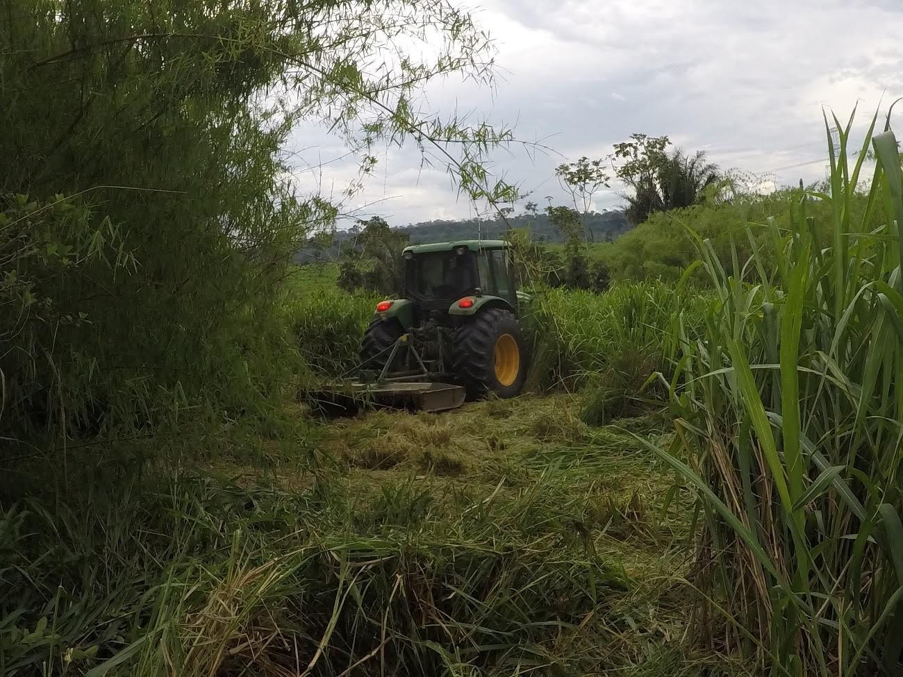 UHE TELES PIRES: RECOMPOSIÇÃO FLORESTAL DA ÁREA DE PRESERVAÇÃO PERMANENTE – APP DO RESERVATÓRIO, MATO GROSSO