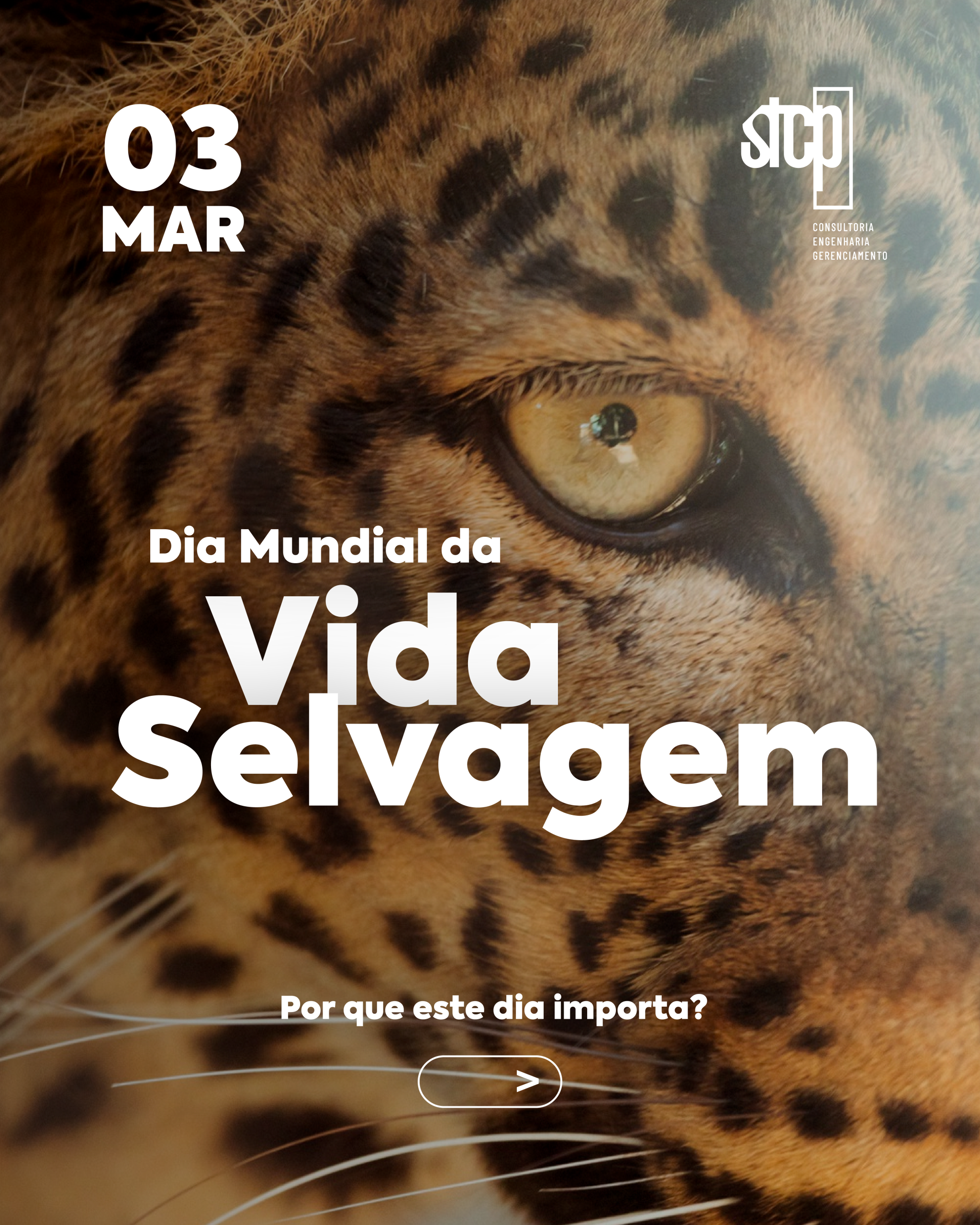 Dia Mundial da Vida Selvagem: A Importância da Preservação para o Futuro