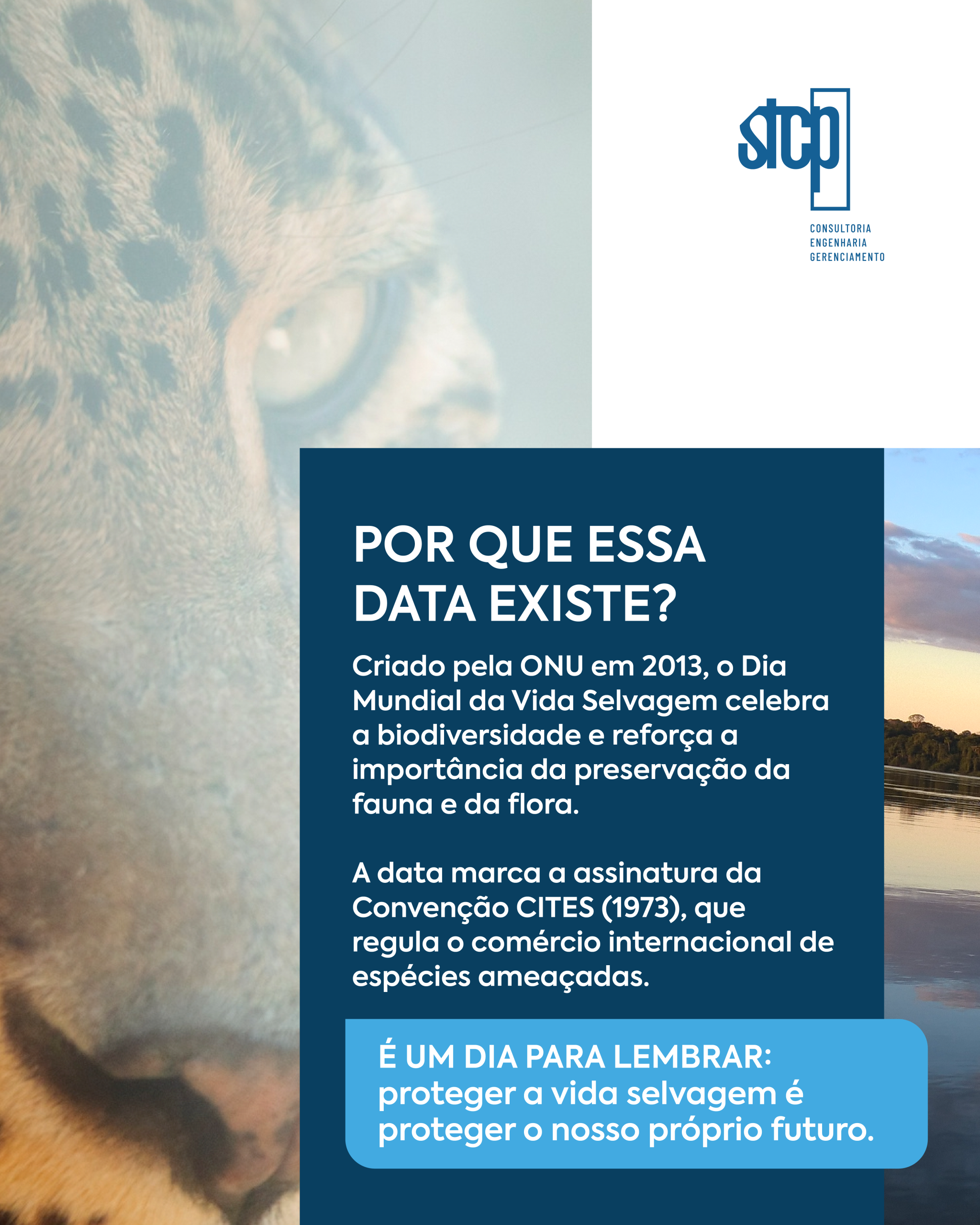 STCP_Sazonal_v1_2 (2)