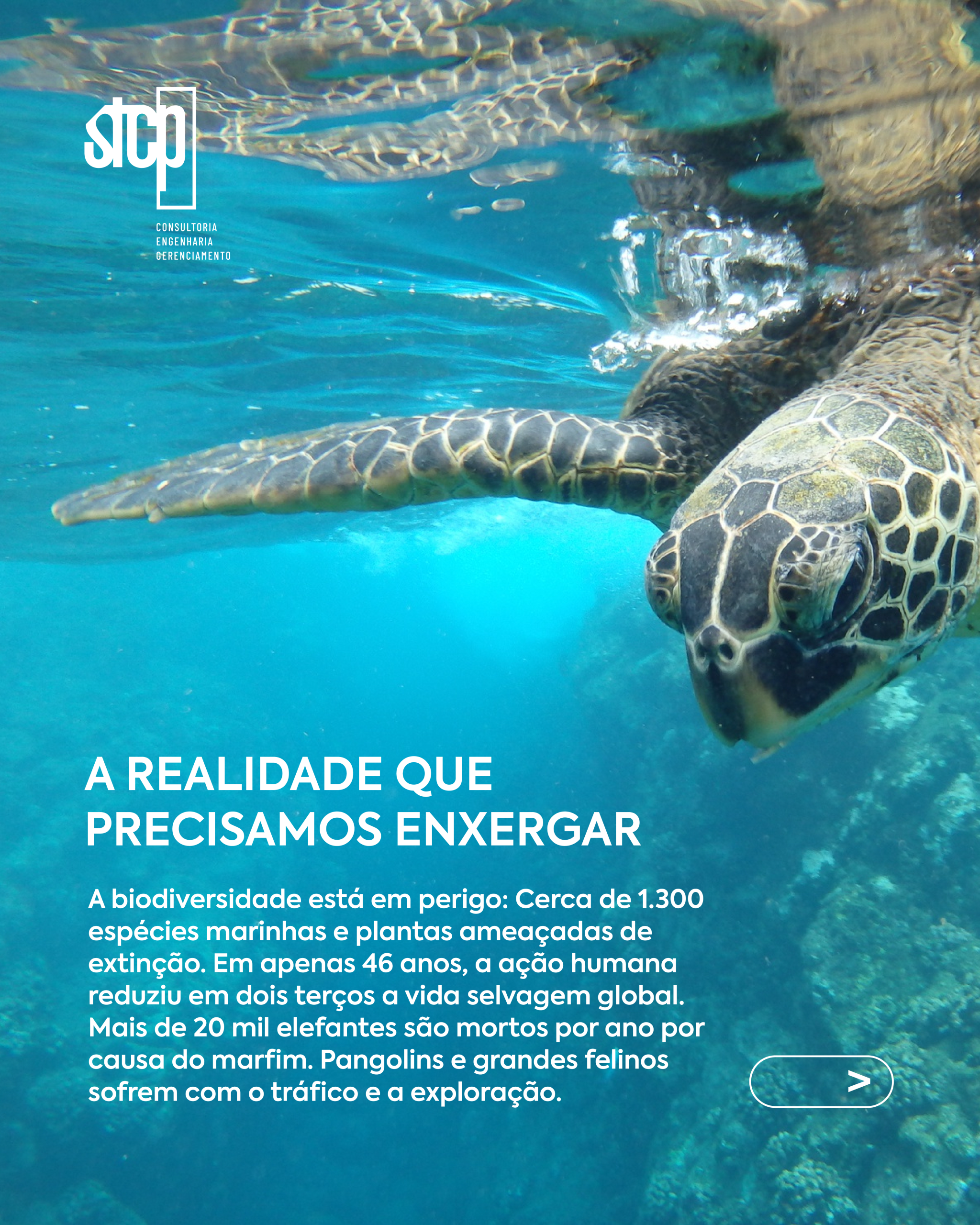 STCP_Sazonal_v1_4 (1)