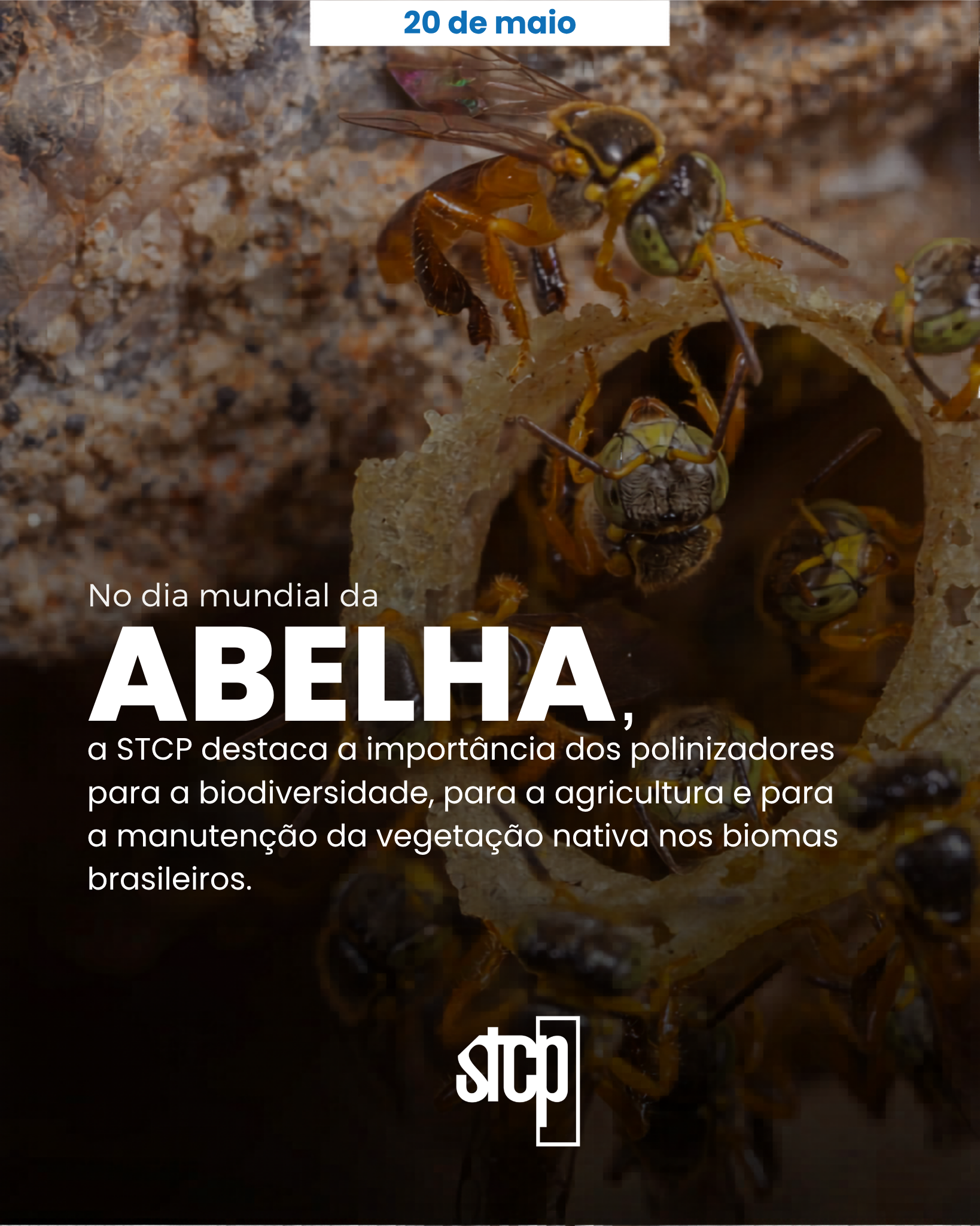 Dia Mundial da Abelha: pequenas espécies, grandes impactos.