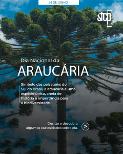 Dia Nacional da Araucária: A árvore símbolo do Sul do Brasil e suas curiosidades fascinantes