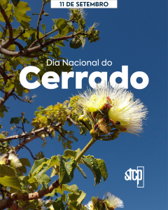 Dia do Cerrado: restauração ambiental e o desafio de recuperar um bioma essencial para o Brasil