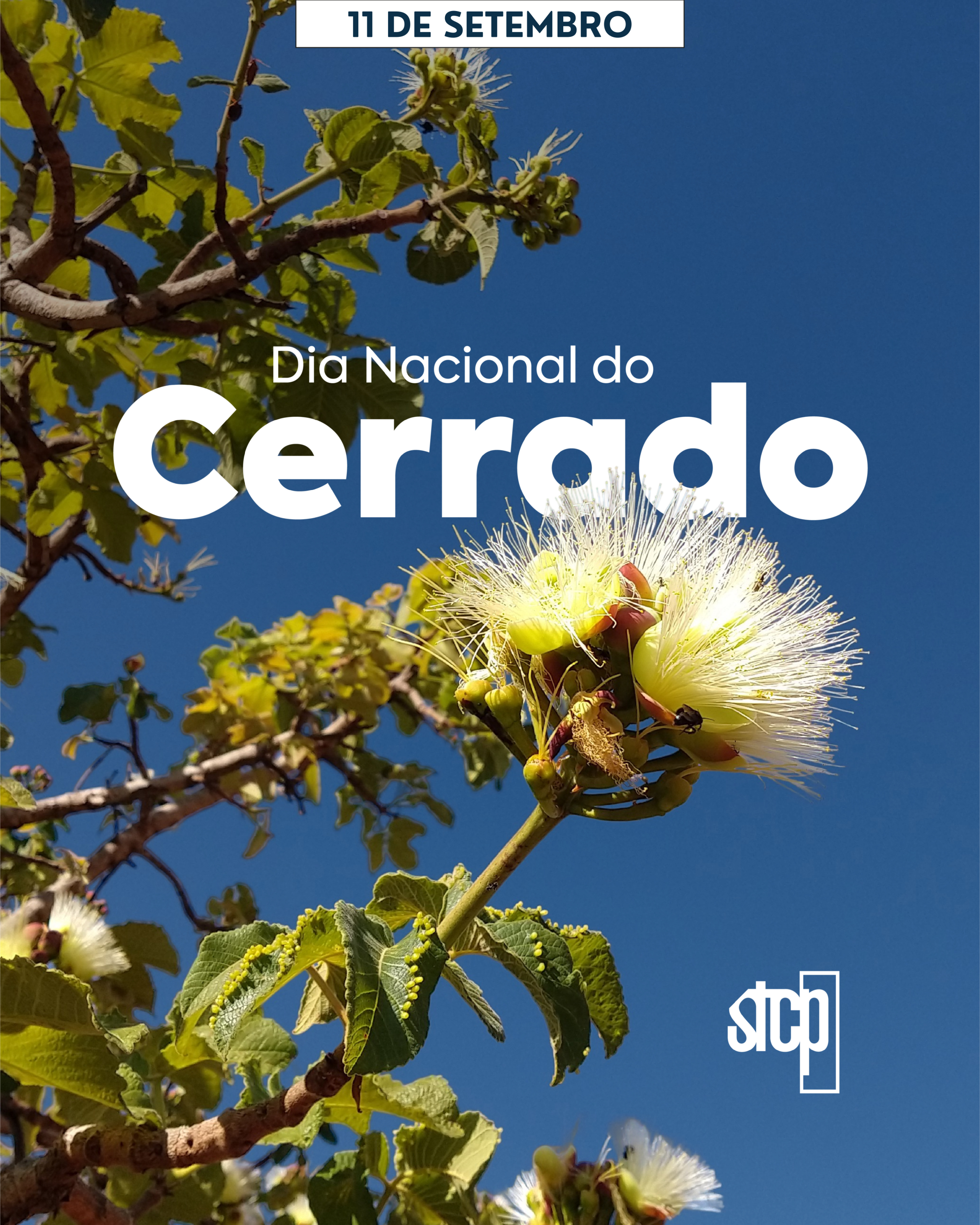 Dia do Cerrado: restauração ambiental e o desafio de recuperar um bioma essencial para o Brasil
